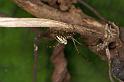 Leucage_granulata_D5295_Z_89_Milaa Milaa_Australie